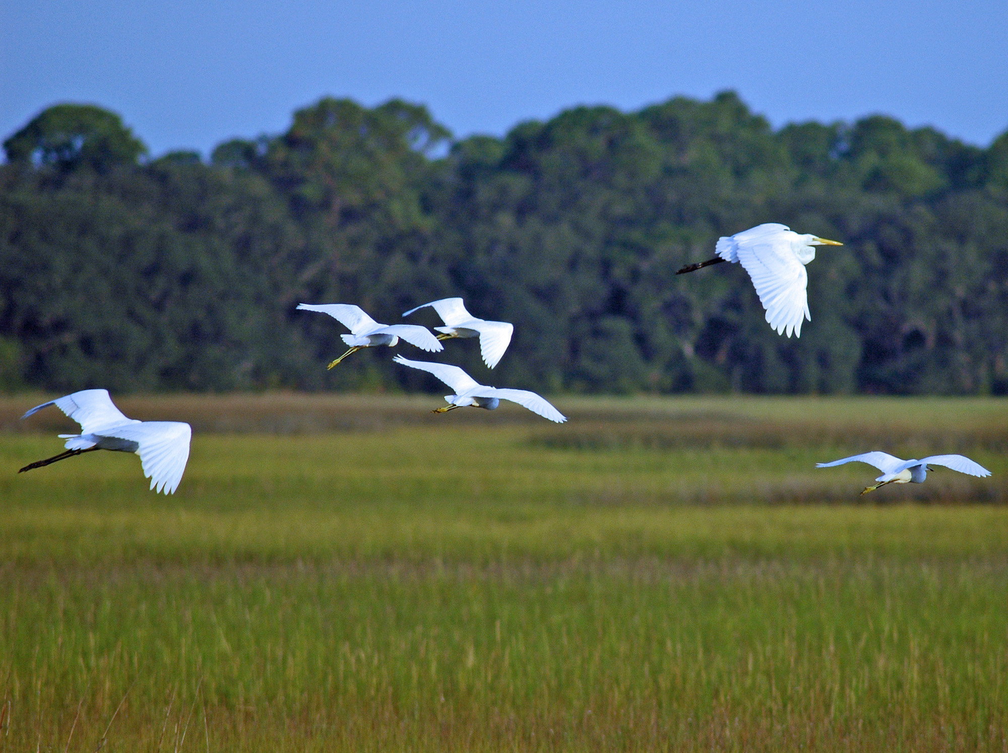 Birds of Jekyll Island Wall Art – Jekyll Island Photography